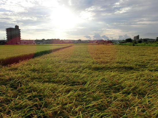 f:id:pawadekun:20120901171831j:image