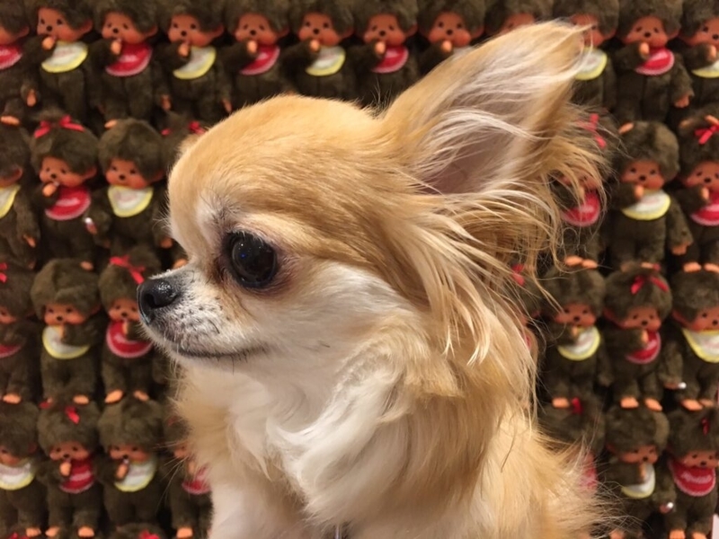 北原ミュージアム は河口湖にペット 赤ちゃんで来たら立ち寄りたい博物館 ベビー ワンコ連れでおでかけ