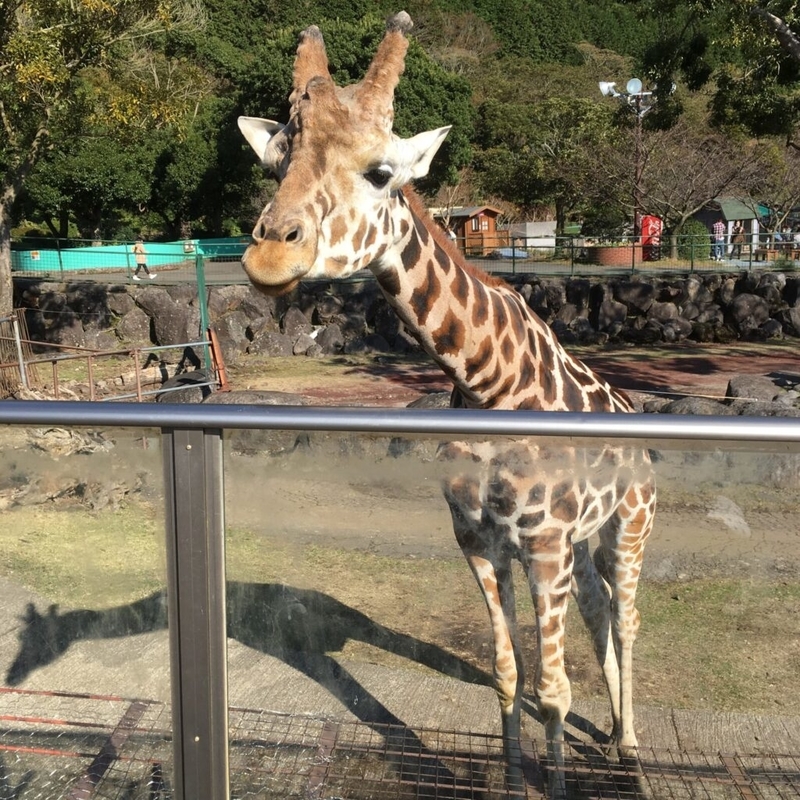 ベビー ワンコ連れでおでかけ