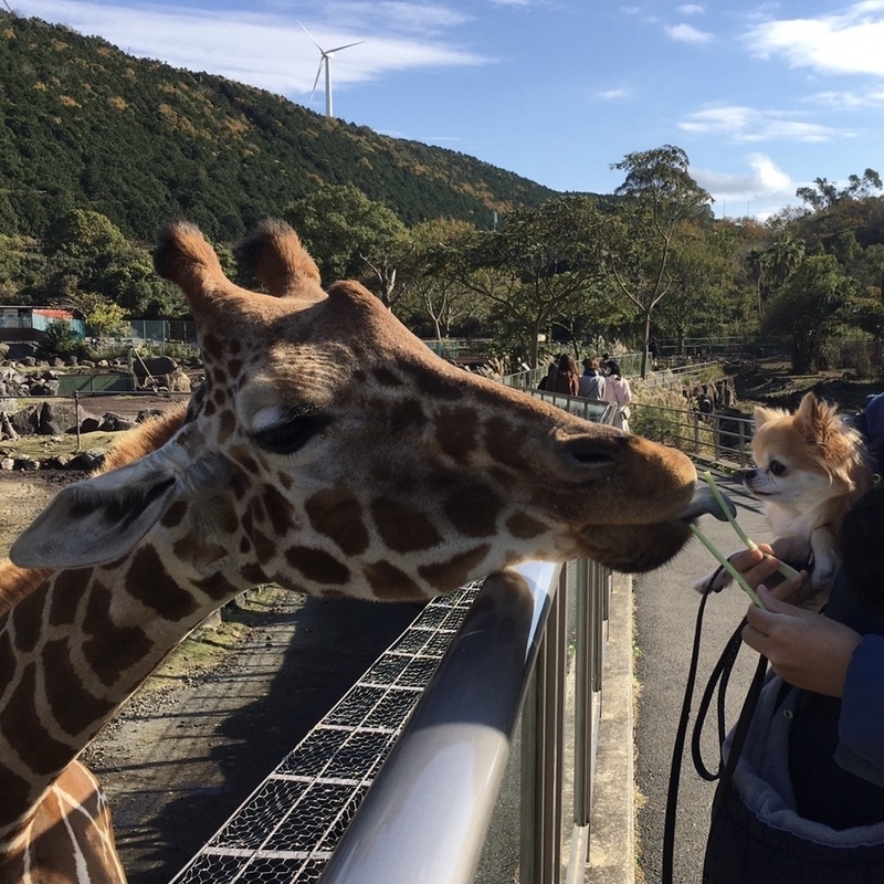 ベビー ワンコ連れでおでかけ