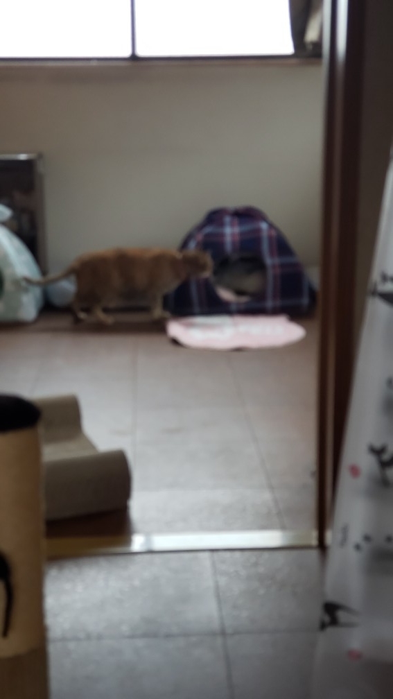 f:id:payomaru0223:20200518134944j:plain