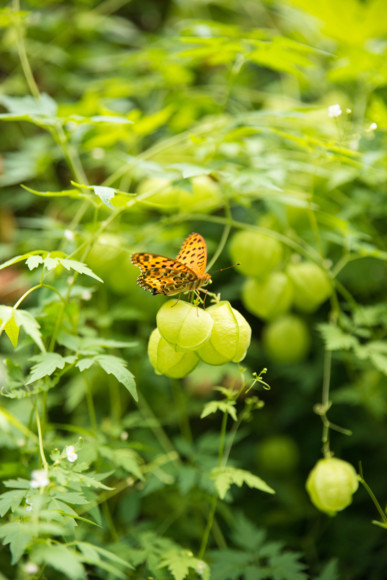 f:id:pcmaster:20140920121225j:image f:id:pcmaster:20140920121225j:image