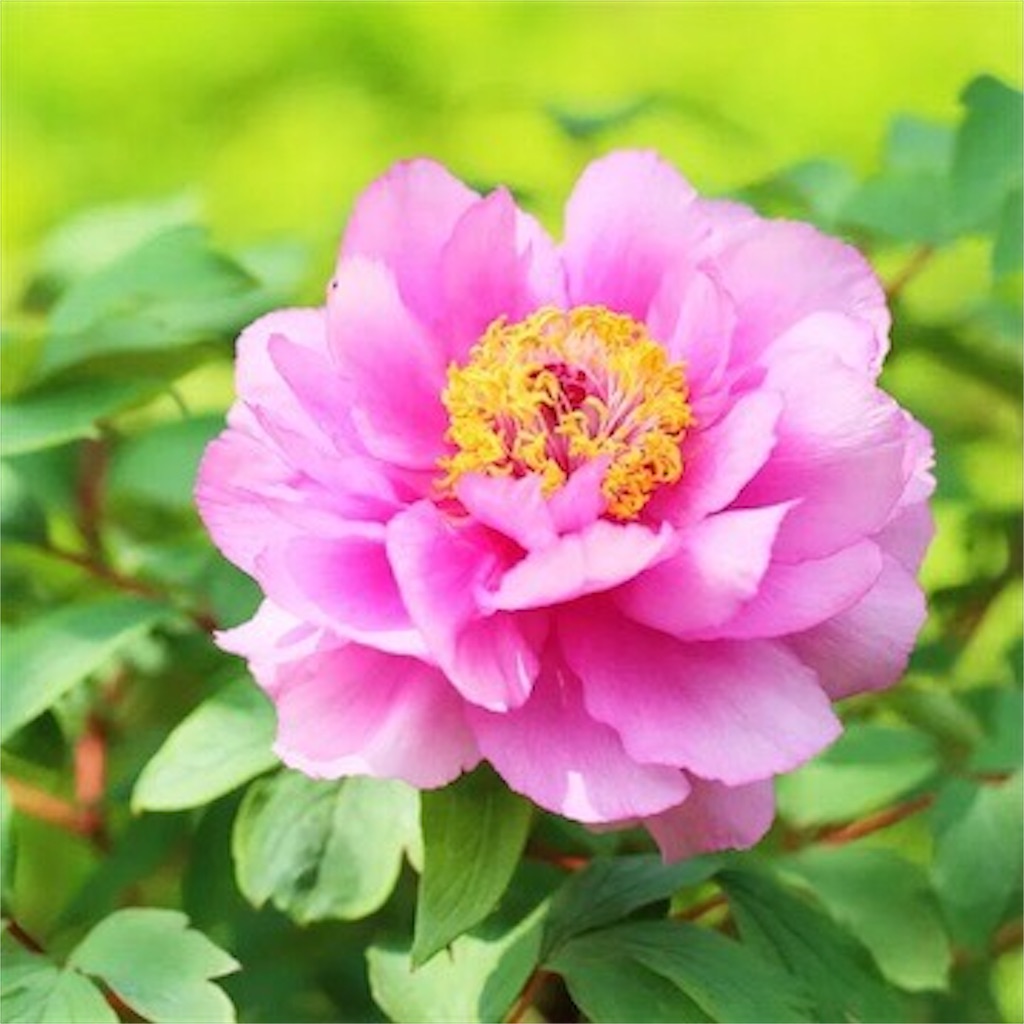 f:id:pcpisjp:20240815155218j:image