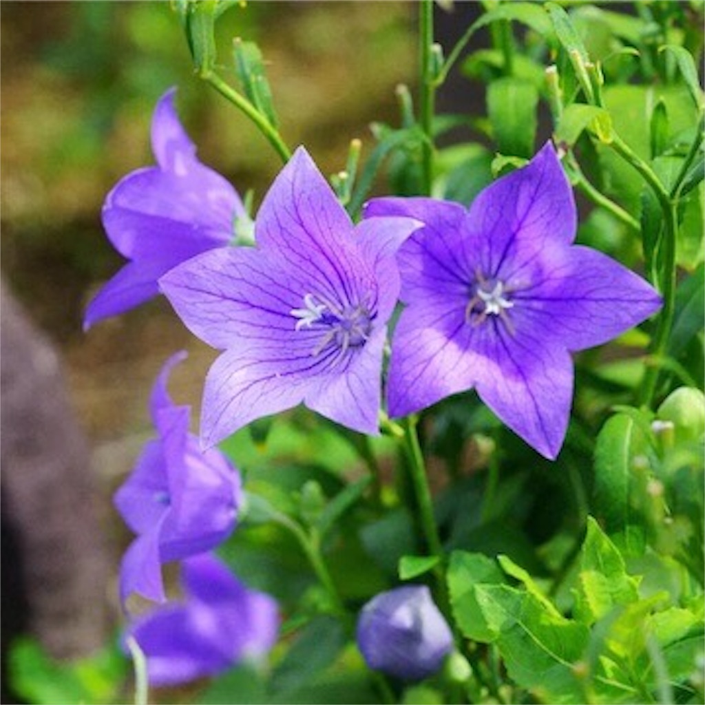f:id:pcpisjp:20240815155222j:image