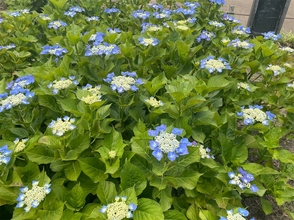 f:id:pcpisjp:20260523173023j:image