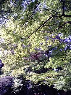 f:id:pct19gray:20101112222032j:image
