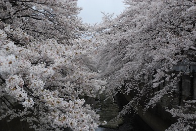f:id:pct19gray:20120407181206j:image