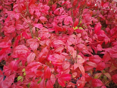 f:id:pct19gray:20121124235448j:image