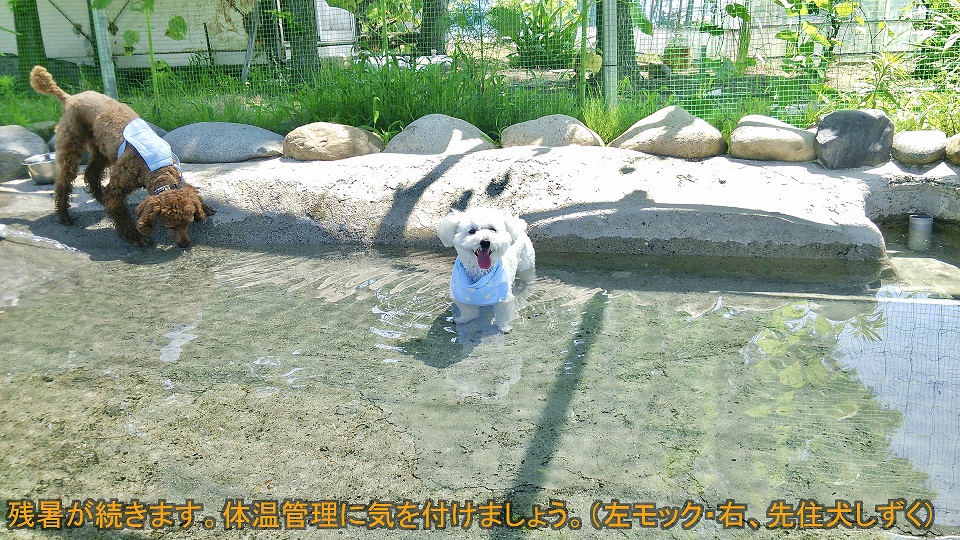 f:id:peace-koharu:20200914091846j:plain
