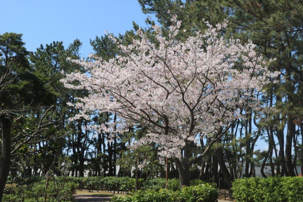 f:id:peacefulwind:20200421235611j:plain f:id:peacefulwind:20200421235611j:plain