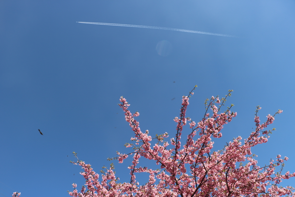 f:id:peacefulwind:20220315222416j:plain