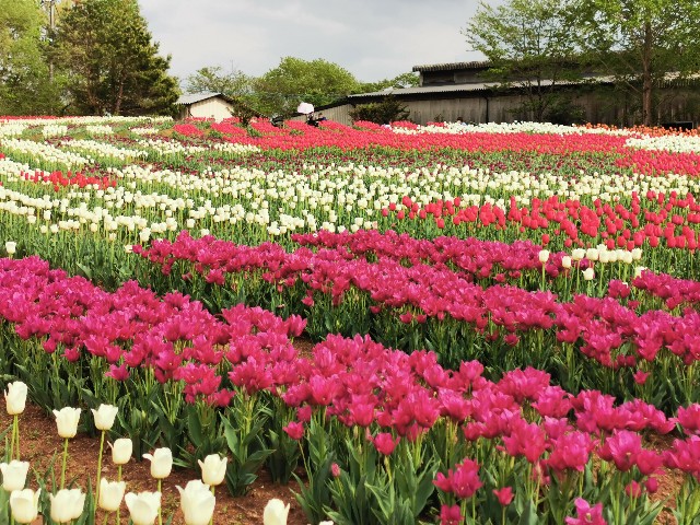 チューリップ満開の世羅高原農場 Peacem S Blog