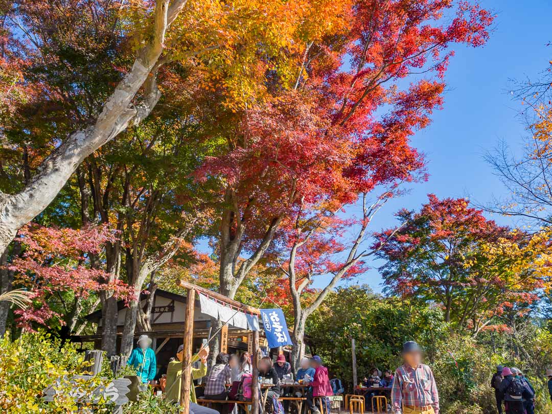 初心者のための高尾山紅葉案内 10分先のもみじ台まで行こう やまのきろく