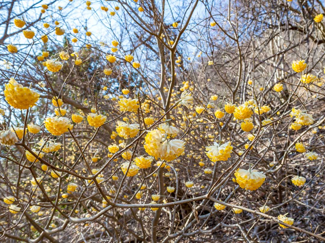 雪とミツマタを同時に楽しむ山歩き 西丹沢・檜洞丸（ツツジ新道往復