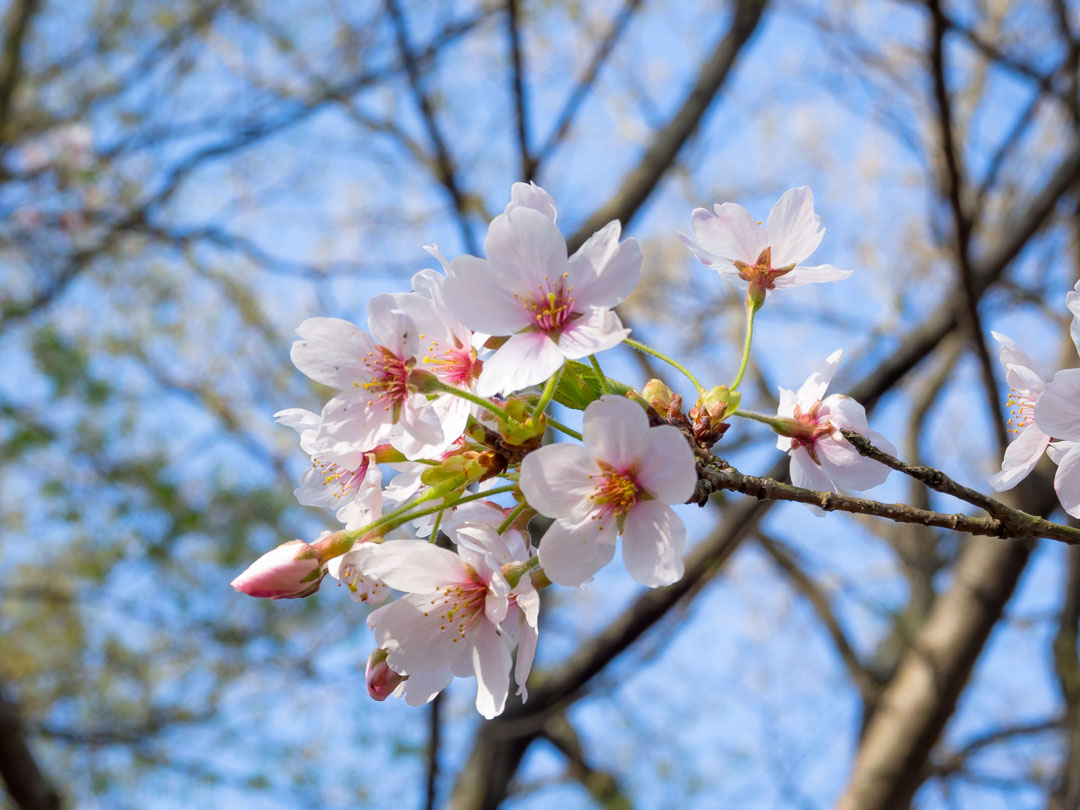 f:id:peach_mo:20180330180245j:plain