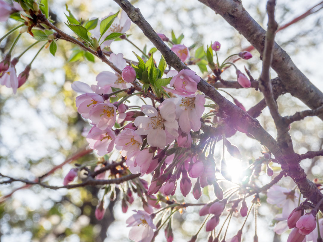 f:id:peach_mo:20180330180249j:plain