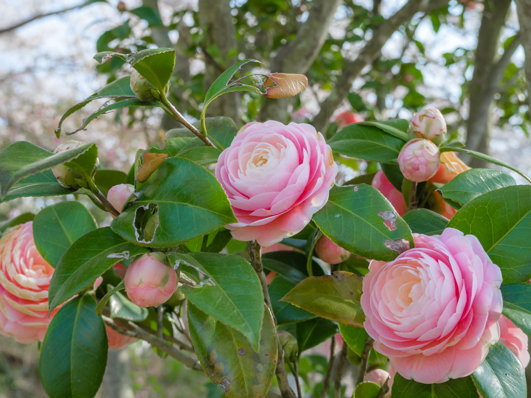 f:id:peach_mo:20180330180250j:plain