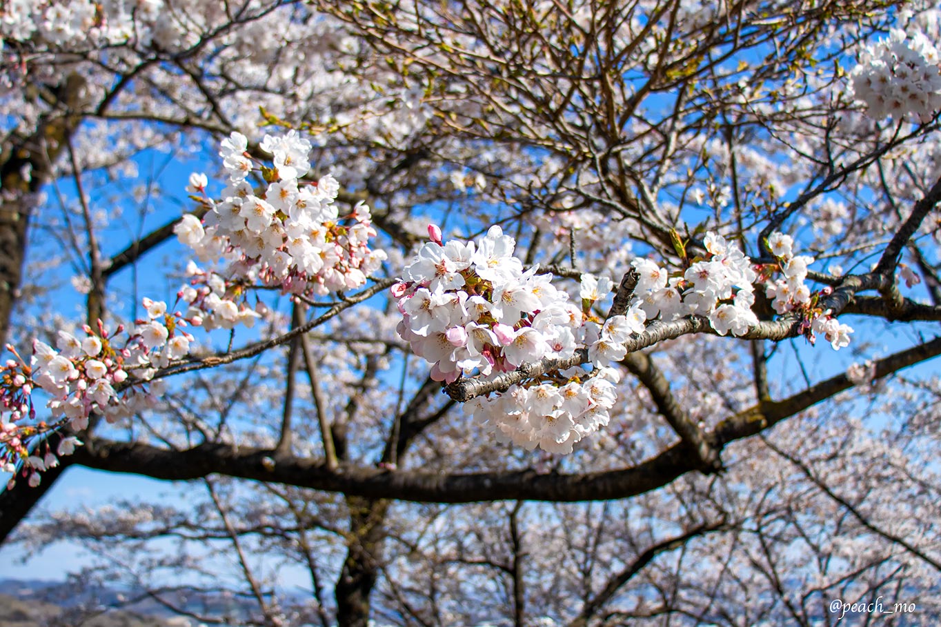 f:id:peach_mo:20191220193504j:plain