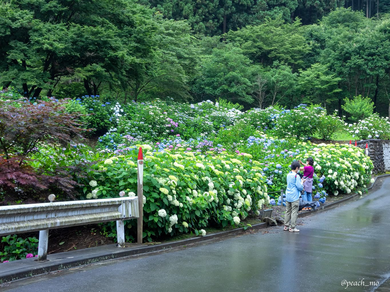 f:id:peach_mo:20200626181810j:plain