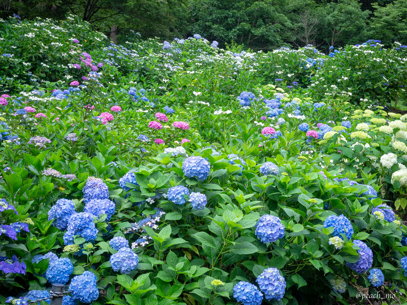 f:id:peach_mo:20200626181822j:plain