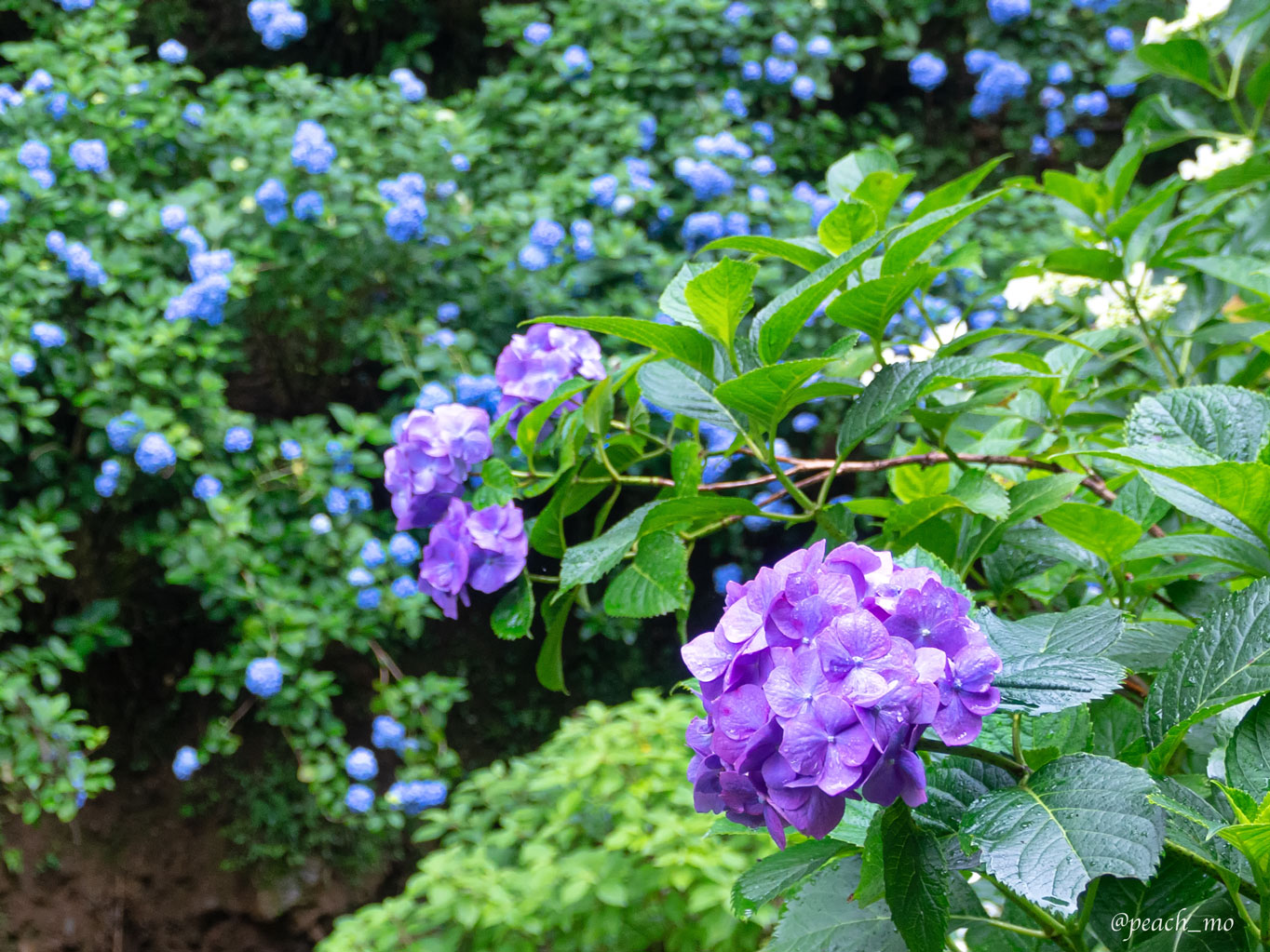 f:id:peach_mo:20200626181951j:plain