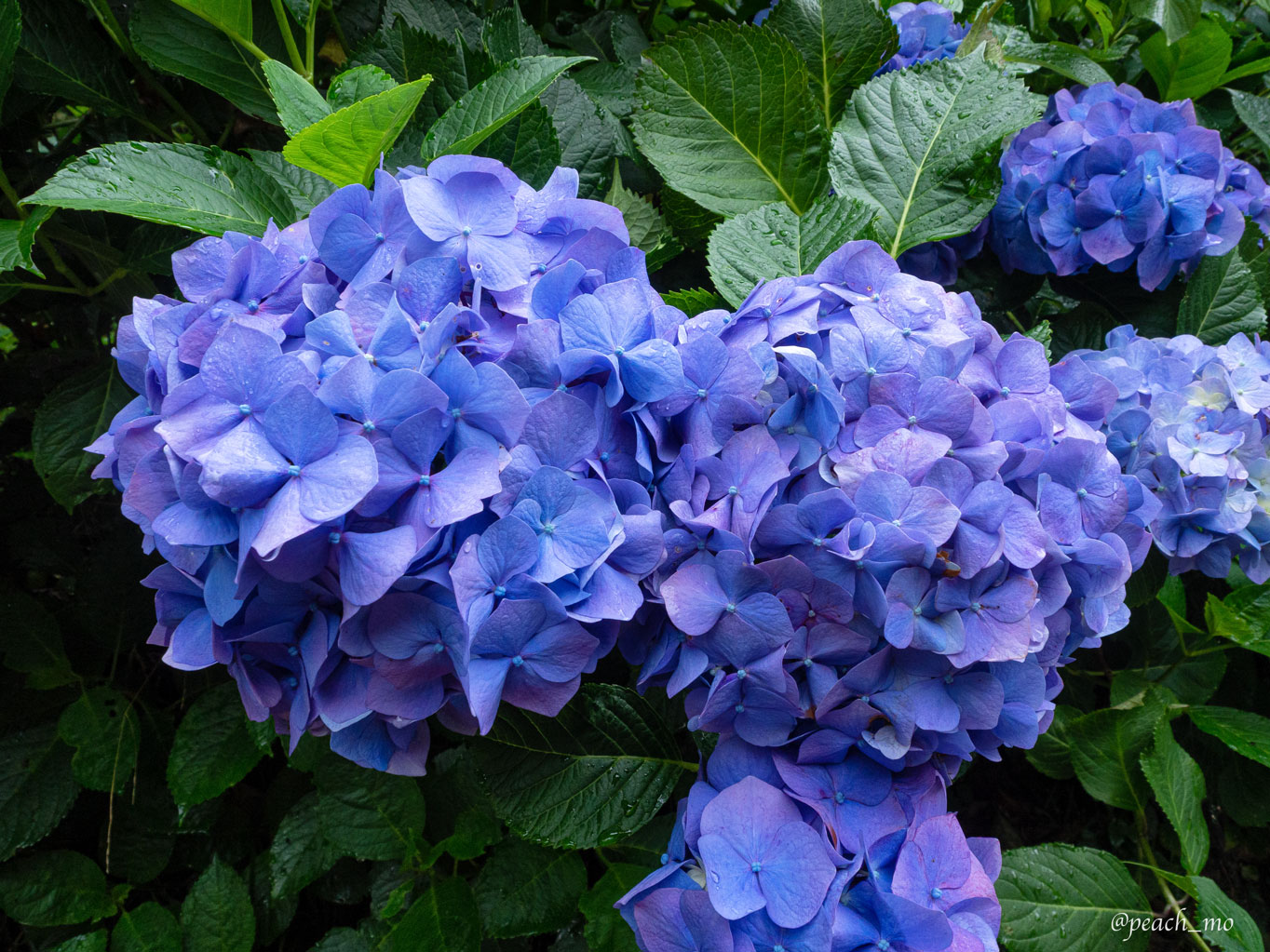 f:id:peach_mo:20200626182143j:plain