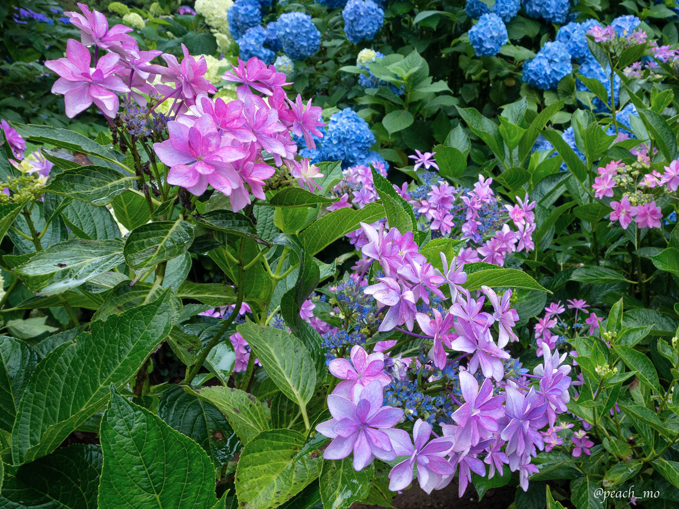 f:id:peach_mo:20200626182158j:plain