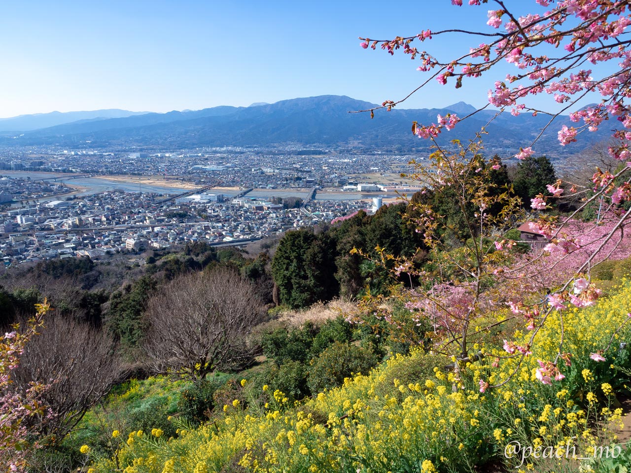 丹沢お花見スポット まつだ桜まつり（西平畑公園）とあぐりパーク嵯峨