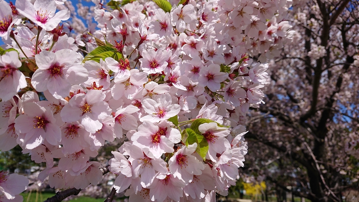 f:id:peachgrape:20200505135032j:plain