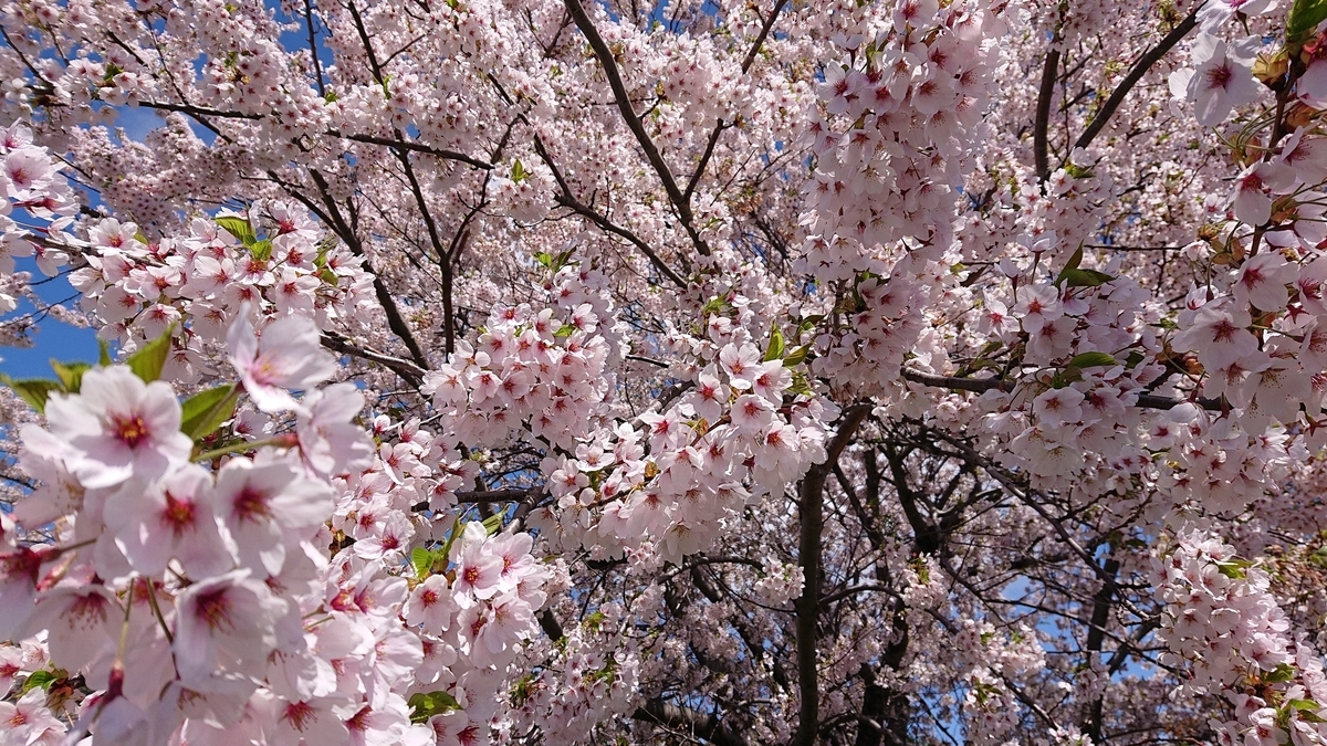 f:id:peachgrape:20200505135108j:plain