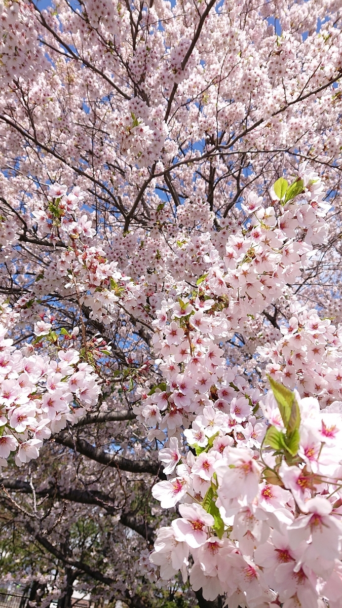 f:id:peachgrape:20200505135148j:plain