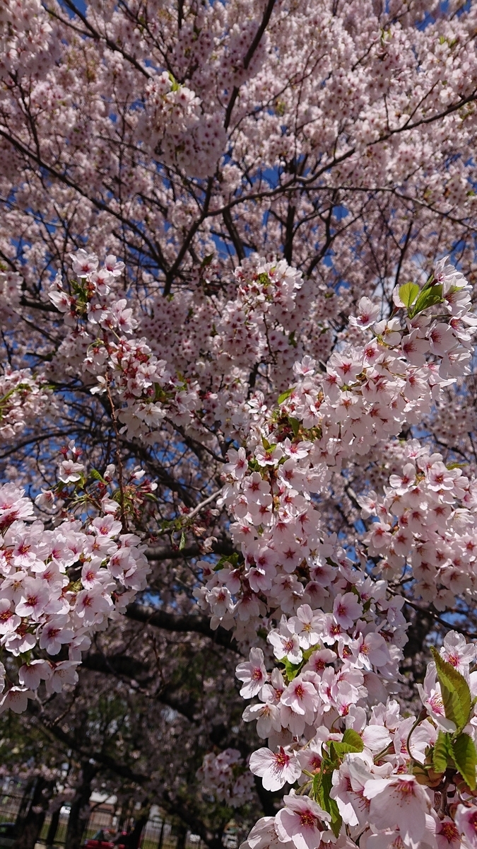 f:id:peachgrape:20200505135226j:plain