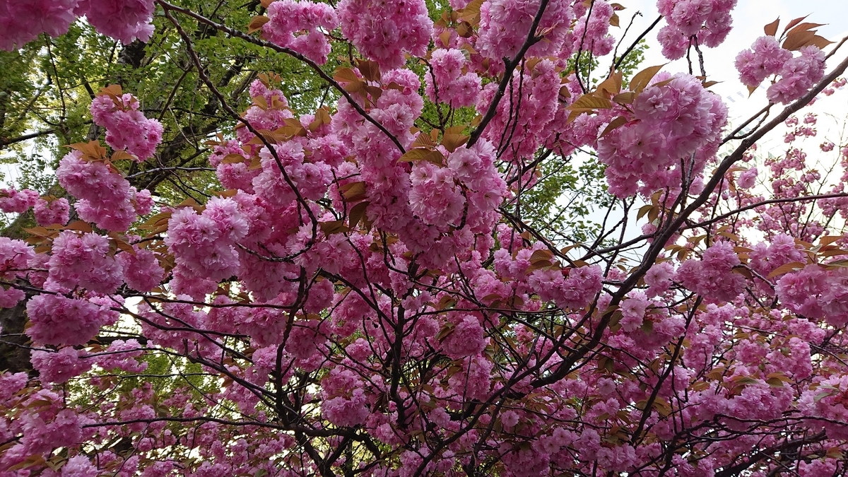 f:id:peachgrape:20200513200943j:plain