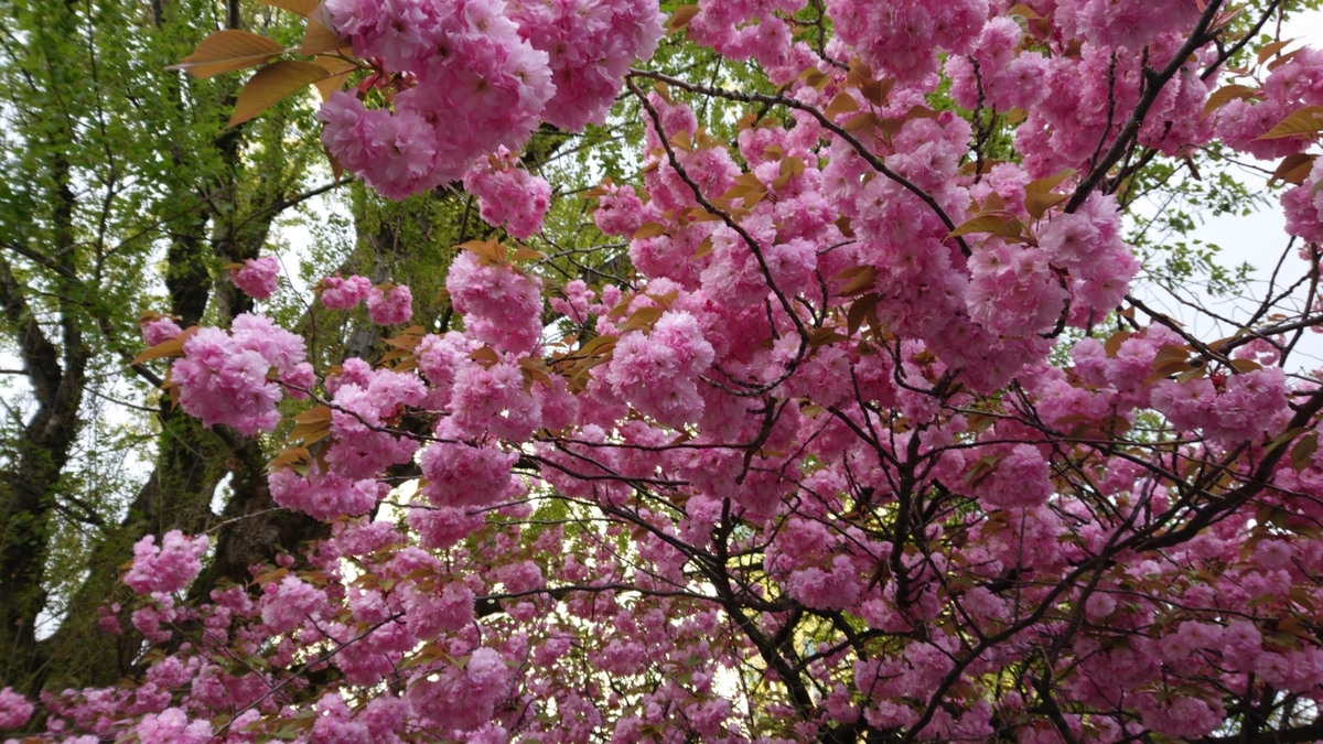 f:id:peachgrape:20200513201053j:plain