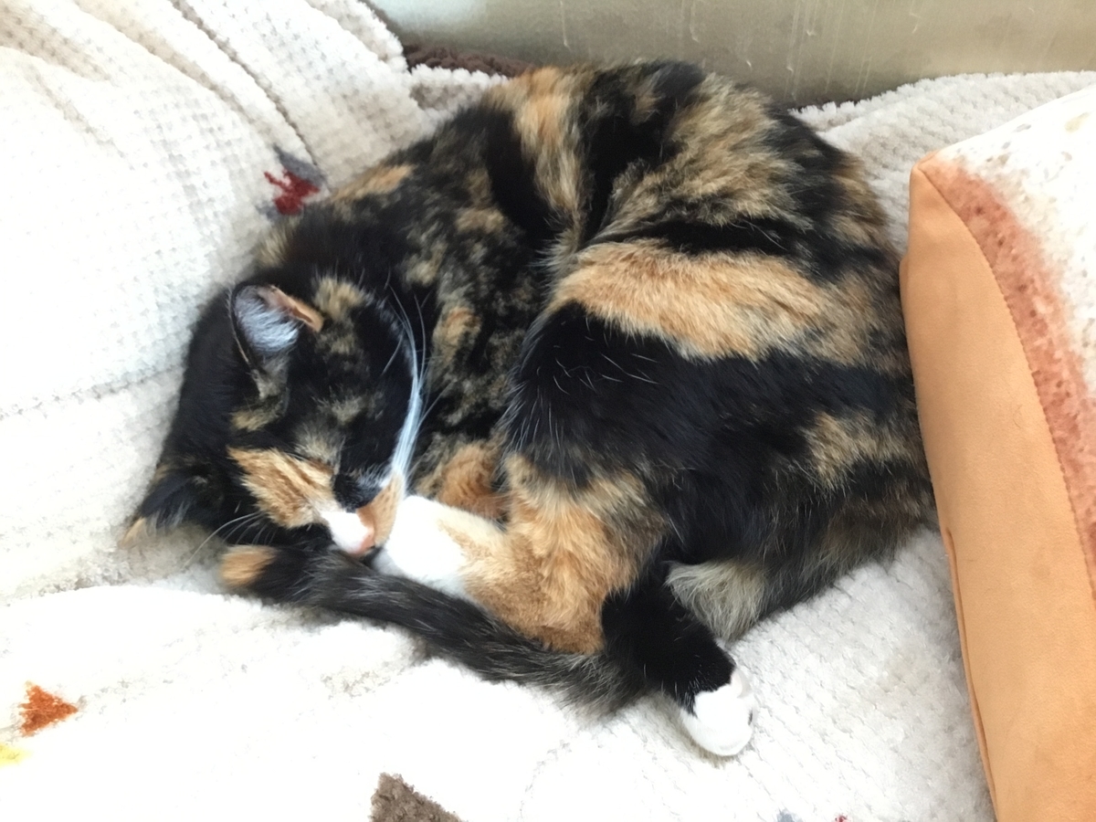 f:id:peachredrum:20210519082001j:plain