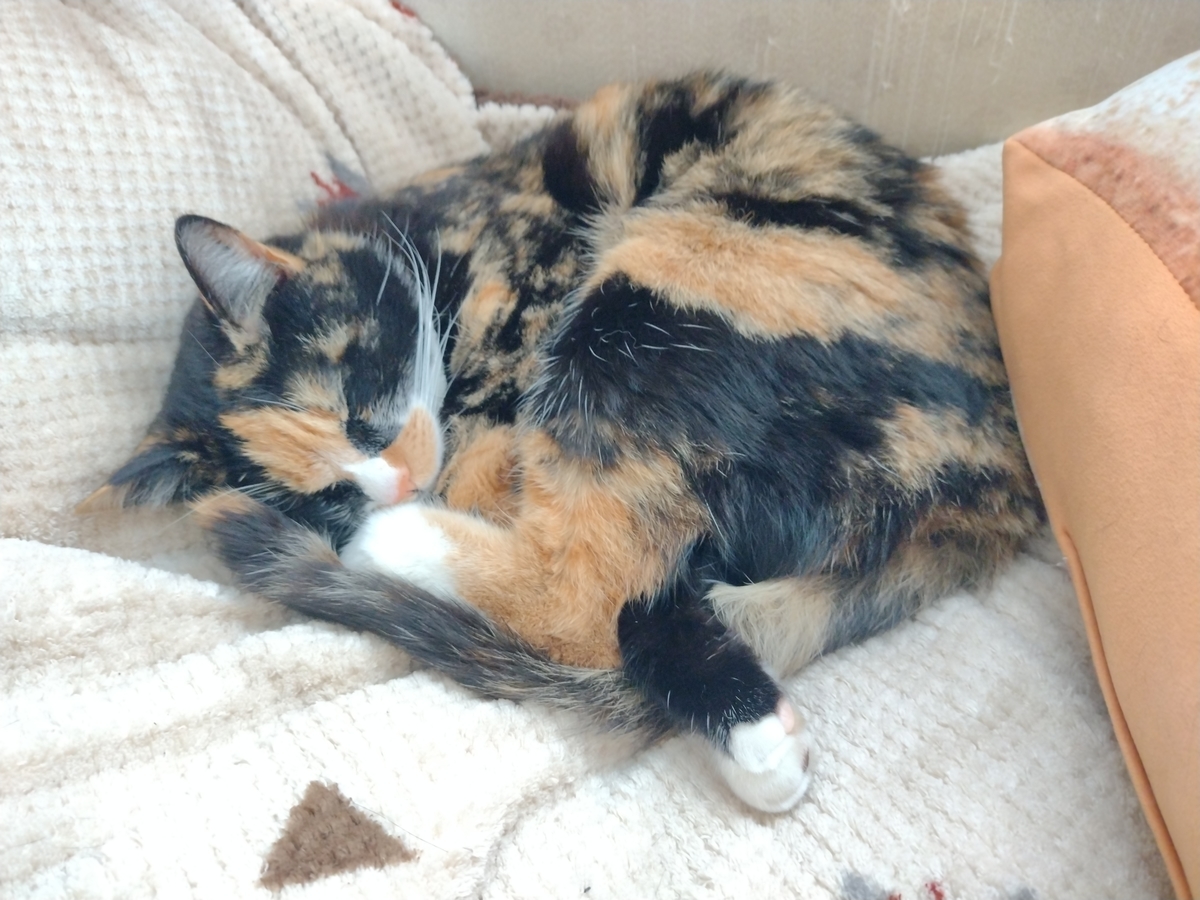 f:id:peachredrum:20210519082109j:plain