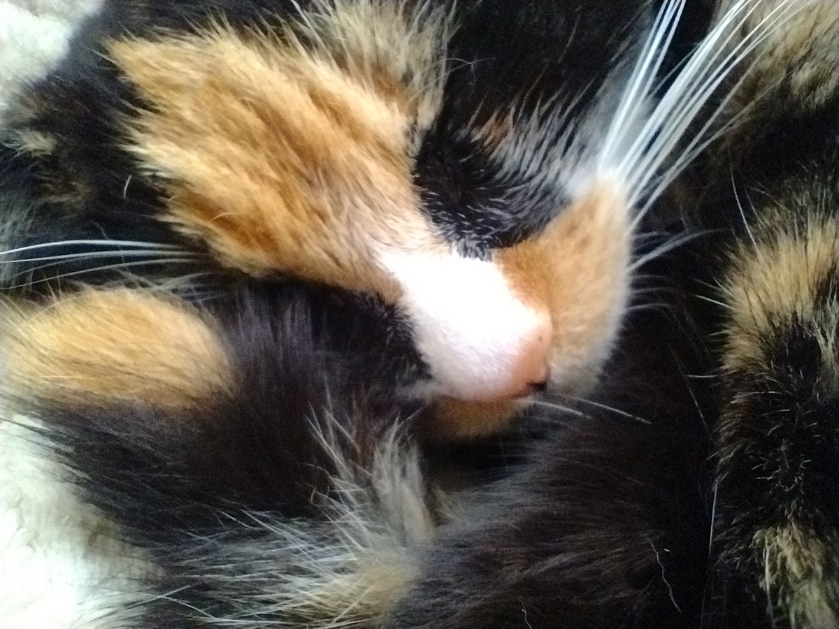 f:id:peachredrum:20210519082132j:plain