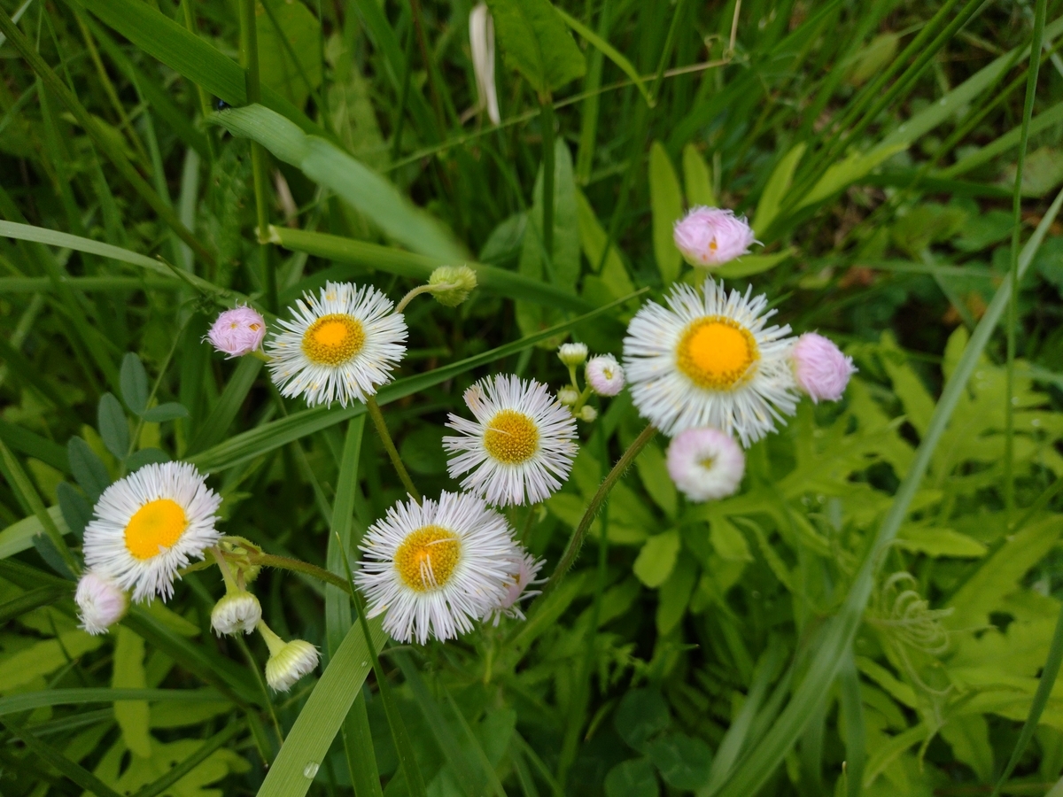 f:id:peachredrum:20210519110721j:plain