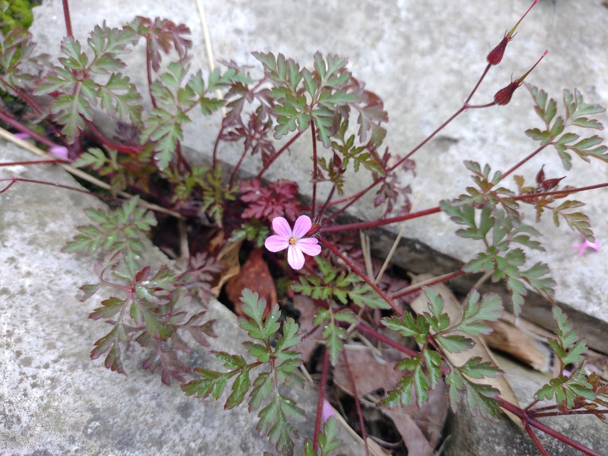 f:id:peachredrum:20210519110803j:plain