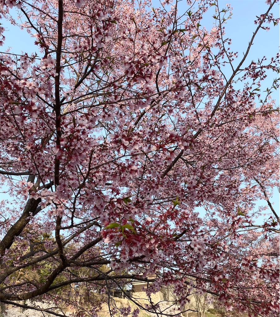 f:id:peanut05:20220410211848j:plain