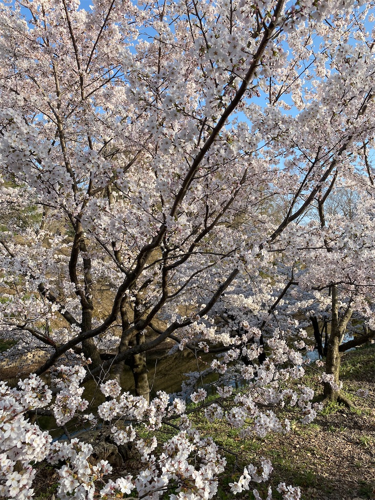 f:id:peanut05:20220410211948j:plain