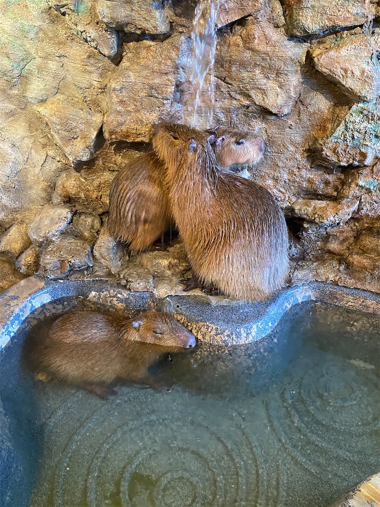 f:id:peanut05:20230204105339j:image