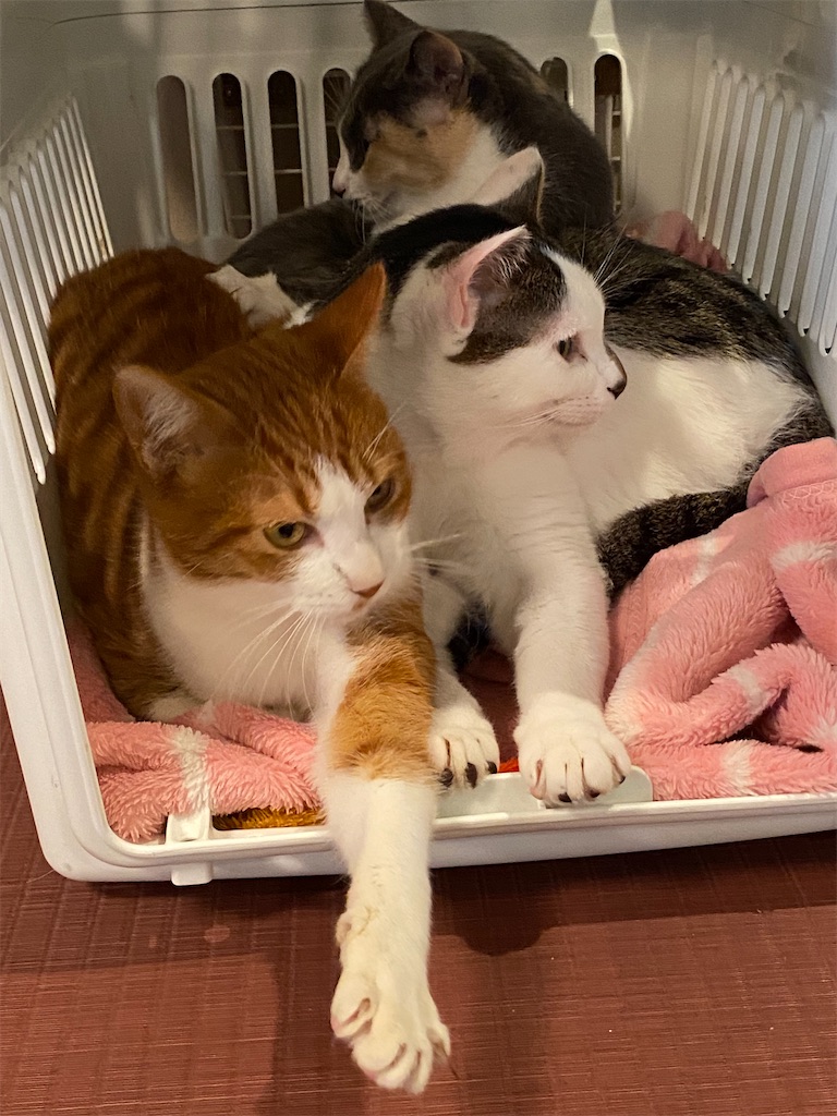 f:id:peanut05:20230204105400j:image