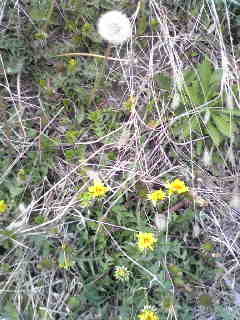 f:id:peanut_butter:20080407011432j:image f:id:peanut_butter:20080407011432j:image