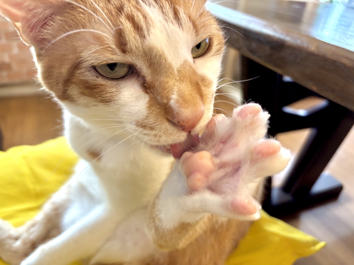 4月19日 猫舌のトゲトゲ - クッキーママとP&C