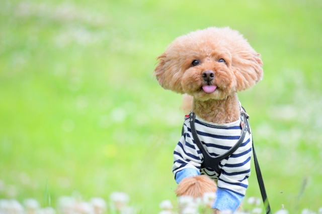 f:id:peanuts314:20211106223225j:plain