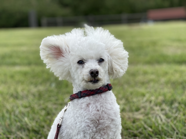 f:id:peanuts314:20211202223541j:plain
