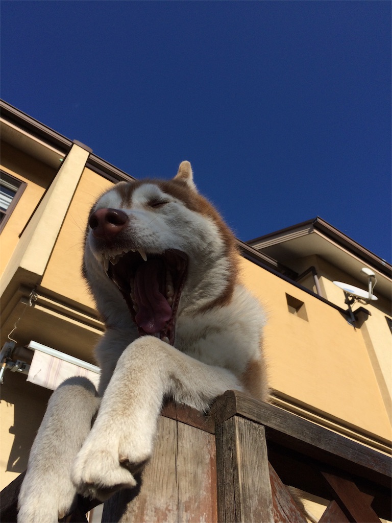 f:id:pearlkoizumi:20180101194316j:image
