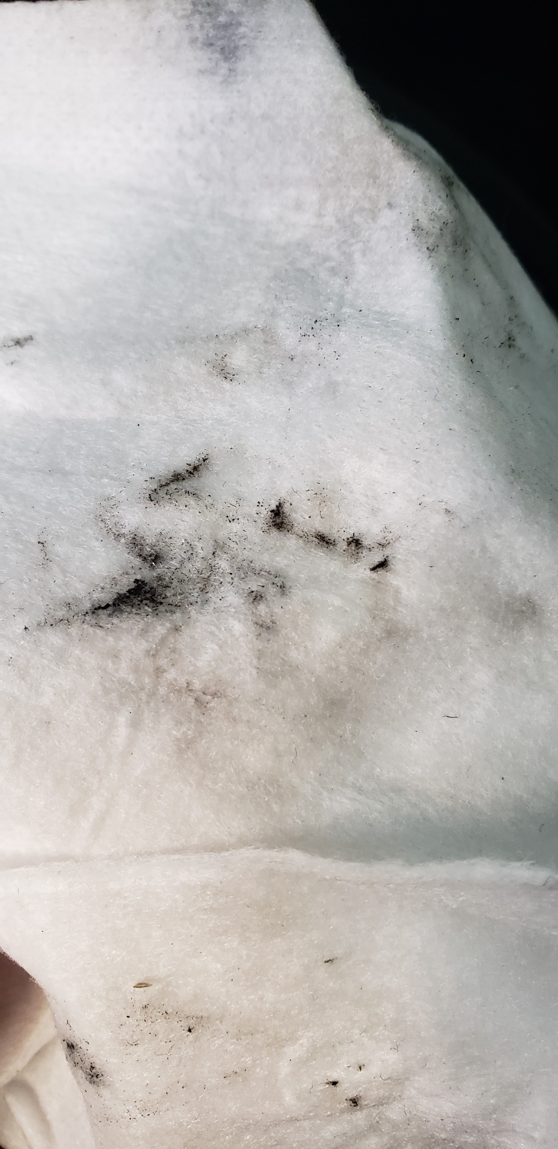 f:id:peasandcarrots:20210126053432j:plain:w400