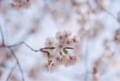 20110420101937